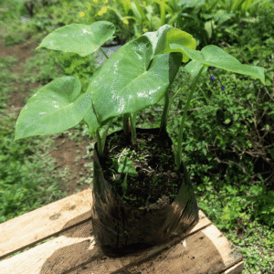 Alocasia