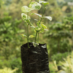 Coqueta Variegada