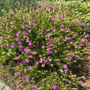 Hermosa Cuphea florecida, una de las favoritas en plantas ornamentales para jardín y paisajismo. Disponible en nuestro Vivero Savia.