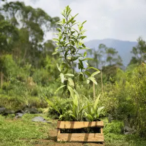 Madroño