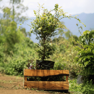 Jaboticaba