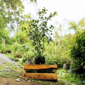 Guayaba Angelita Blanca