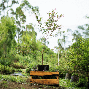 Guayaba Agria