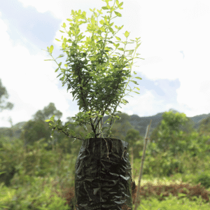 Menta