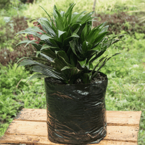 Dracena Compacta