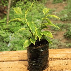 Duranta Variegada