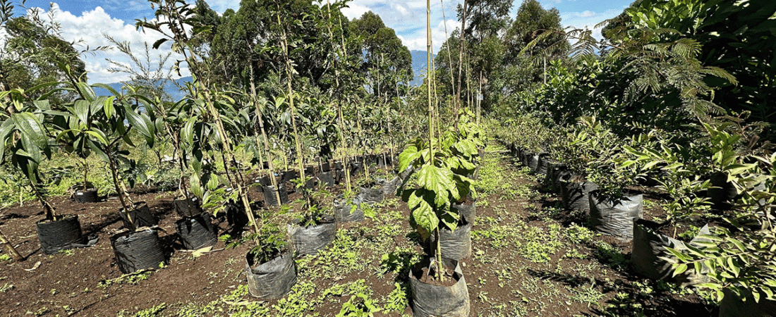 Descubre el Vivero Savia: Tu Destino para las Mejores Especies