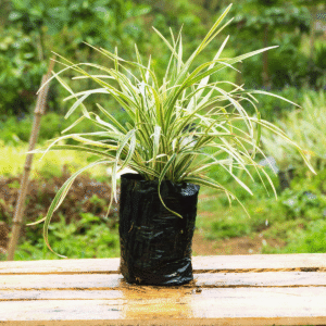 Liriope Variegado