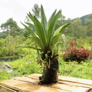 Maguey