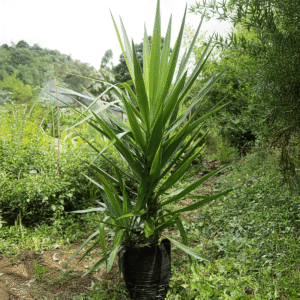 Palma Yuca