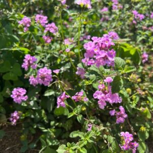 Magnífico Tango Rastrero florecido, el rey de las plantas ornamentales.