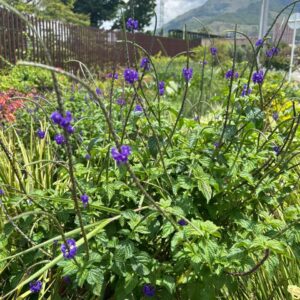 Maravillosa Verbena Morada - La consentida enre las plantas ornamentales y los proyectos de paisajismo.